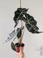 Alocasia Polly knolletjes en plantje, Ophalen of Verzenden, Overige soorten, Minder dan 100 cm