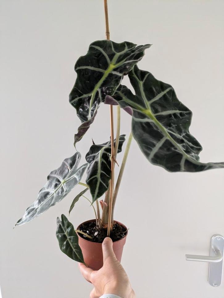 Alocasia Polly knolletjes, Huis en Inrichting, Kamerplanten, Overige soorten, Minder dan 100 cm, Ophalen of Verzenden