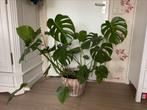 Twee grote Monstera planten, Ophalen of Verzenden, Overige soorten, Minder dan 100 cm