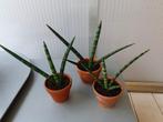 Sansevieria Skyline, Ophalen, Overige soorten, Minder dan 100 cm