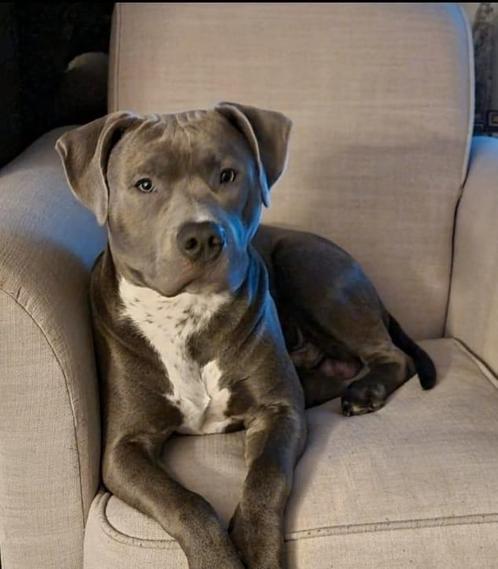 Stafford/bully (DEKREU) NIET TE KOOP, Dieren en Toebehoren, Honden | Bulldogs, Pinschers en Molossers, Reu, Overige rassen, Particulier