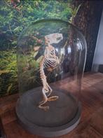 Bruine rat skelet in glazen stolp, Ophalen of Verzenden, Gebruikt, Insect, Opgezet dier