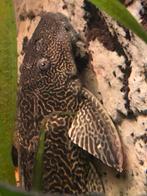 L083 Pterygoplichthys gibbiceps – Zeilvin Pleco, Dieren en Toebehoren, Vissen | Aquariumvissen, Vis