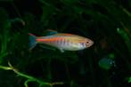 glowlight danio €2,95, Dieren en Toebehoren, Vis, Zoetwatervis