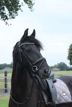 6 jarige kwpn merrie, Dieren en Toebehoren, Paarden, Merrie