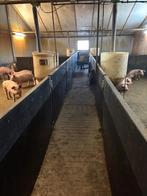 Paneltim hokinrichting vleesvarkens [780], Dieren en Toebehoren, Boekhorst Trading, Info@boekhorsttrading.com, Singel 16, Horssen