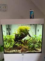 Prachtige complete Juwel lido 200L aquarium, Dieren en Toebehoren, Ophalen, Zo goed als nieuw, Gevuld zoetwateraquarium