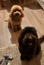 Dekreu Labradoodle – Chocolade medium reu, België, Particulier, Reu, CDV (hondenziekte)