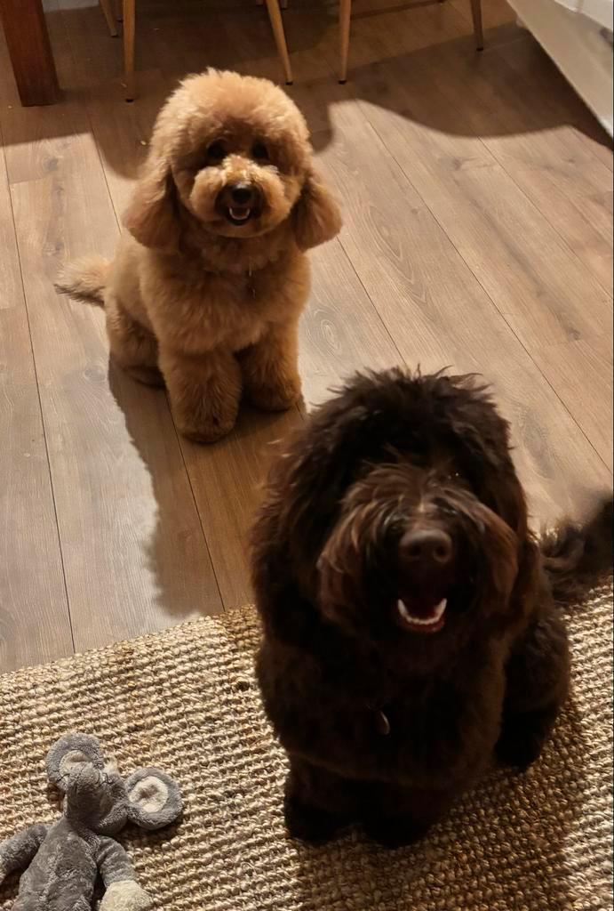 Dekreu Labradoodle – Chocolade medium reu, Dieren en Toebehoren, Honden | Dekreuen, Reu, Particulier, Eén hond, België, 1 tot 2 jaar