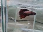 Betta splendens super delta kempvis man, Dieren en Toebehoren, Vissen | Aquariumvissen, Vis, Zoetwatervis