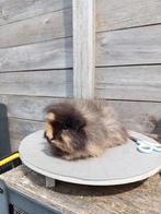 Ch Teddy - Zeugen beschikbaar, Cavia, Juni, Vrouwelijk, Tam