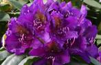 Rhododendron en Azalea, Halfschaduw, Lente, Overige soorten, Ophalen