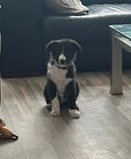 Bordercollie pups, Dieren en Toebehoren, Honden | Herdershonden en Veedrijvers, 8 tot 15 weken, Collie, Meerdere, Meerdere dieren