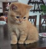 Prachtige kittens perzische x Britse korthaar., Meerdere dieren, Ontwormd, 0 tot 2 jaar