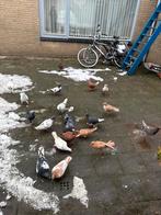 Syrieche duiven, Meerdere dieren, Postduif