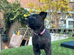 Hollandse / Mechelse herder pups, Dieren en Toebehoren, 8 tot 15 weken, Meerdere, Meerdere dieren, Herder