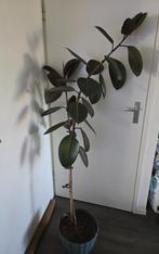 Hele mooie "ficus elastica Robusta", Huis en Inrichting, Ophalen, Ficus, In pot, 150 tot 200 cm