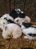 Jonge Vlaamse reuzen, Dieren en Toebehoren, Vrouwelijk, Groot, 0 tot 2 jaar