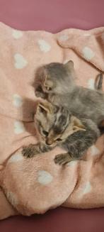 Kittens, Geslacht onbekend, Kortharig, 0 tot 2 jaar