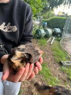 Mooi cavia beertje, Dieren en Toebehoren, Knaagdieren, Cavia, Juni, Mannelijk, Tam