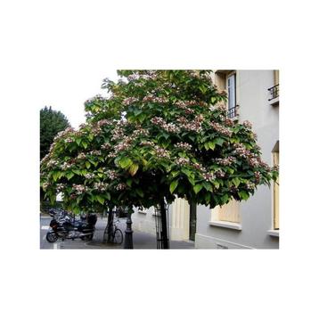 Pindakaasboom Kansenboom Clerodendrum trichotomum beschikbaar voor biedingen