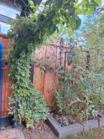 Blauwe regen (Wisteria), Ophalen, Volle zon, Overige soorten, 100 tot 250 cm