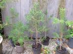 Grove den boompjes dennenboom, Tuin en Terras, Planten | Bomen, Overige soorten, Minder dan 100 cm, Ophalen, Volle zon