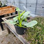 Philodendron in gratis pot, Ophalen, Overige soorten, Minder dan 100 cm