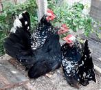 Chabo kriel kippen, Dieren en Toebehoren, Pluimvee, Vrouwelijk, Kip