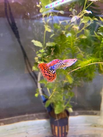 Metal magenta tail snakeskin guppen beschikbaar voor biedingen