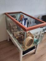 Hamsterbak/terrarium glas (+spullen), Dieren en Toebehoren, Kooi, Minder dan 60 cm, Gebruikt, 75 tot 110 cm