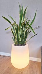Stijlvolle vloerlamp bloempot met verlichting en sansevieria, Ophalen of Verzenden, Halfschaduw, Minder dan 100 cm