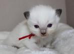 Ragdoll kittens met stamboom, Dieren en Toebehoren, Katten en Kittens | Raskatten | Langhaar, Meerdere dieren, Gechipt, 0 tot 2 jaar