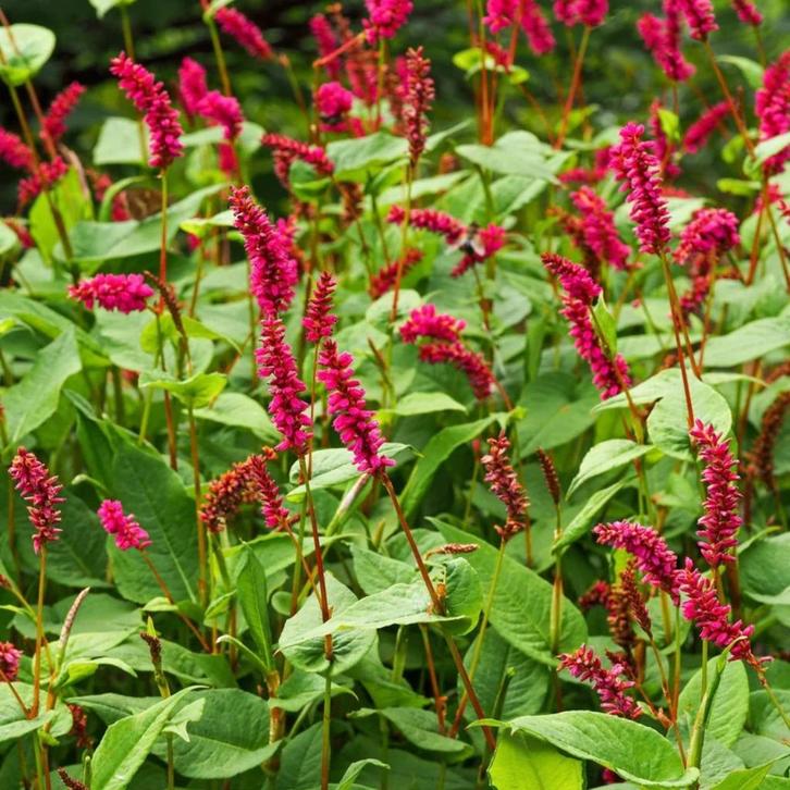 Persicaria of Duizendknoop, Tuin en Terras, Planten | Tuinplanten, Vaste plant, Overige soorten, Volle zon, Zomer, Ophalen