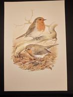 Roodborstje, Verzenden, 1980 tot heden, Zo goed als nieuw, Dier