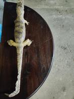 Opgezette Krokodil - Decoratie, Ophalen