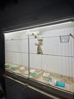 Gehu uitvliegkooi met verlichting, Dieren en Toebehoren, Mannelijk