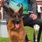 Duitse herder dekreu HD ED vrij IGP2 kkl, Rabiës (hondsdolheid), Reu, 1 tot 2 jaar, Meerdere