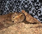 3x Tamiops swinhoei eekhoorn, Juli, Meerdere dieren, Overige typen