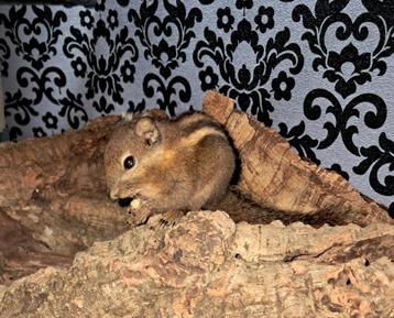 3x Tamiops swinhoei eekhoorn  beschikbaar voor biedingen