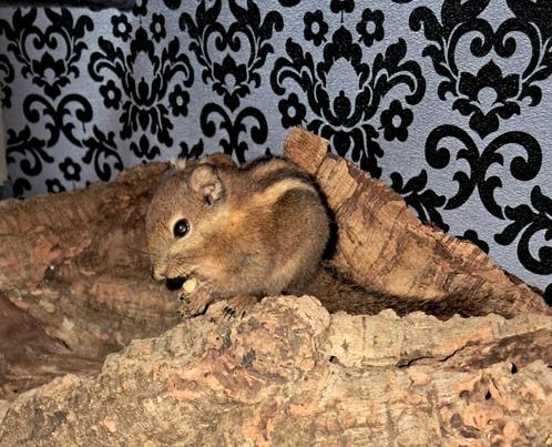 3x Tamiops swinhoei eekhoorn, Dieren en Toebehoren, Knaagdieren, Meerdere dieren, Overige typen, Juli
