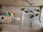 Dwerg papagaaien., Meerdere dieren, Dwergpapegaai of Agapornis