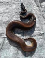 1.0 Ballphyton Suma HRA Paradox, Slang, Tam, 0 tot 2 jaar