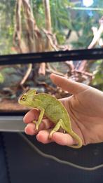 Jonge jemen kameleon, Dieren en Toebehoren, Amfibie, 0 tot 2 jaar