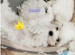 🐶🐶Maltazer reu 🐶🐶, Dieren en Toebehoren, Maltezer, Rabiës (hondsdolheid), Reu, 8 tot 15 weken