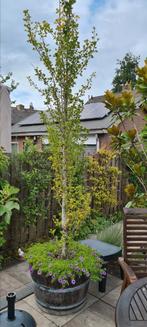 Oud half wijnvat met ginkgo  (japanse notenboom), Tuin en Terras, Bloembakken en Plantenbakken, Ophalen