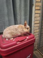 Tekoop konijne ram heel lief, Dieren en Toebehoren, Konijnen, Mannelijk, Dwerg