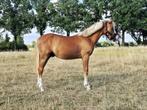 Knappe 1 jarige new forest hengst., Dieren en Toebehoren, Dressuurpony, 0 tot 2 jaar, Hengst, Onbeleerd