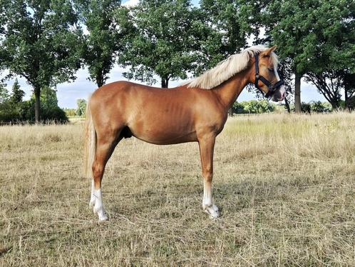 Knappe 1 jarige new forest hengst., Dieren en Toebehoren, Pony's, Hengst, Onbeleerd, D pony (1.37m tot 1.48m), Dressuurpony, 0 tot 2 jaar
