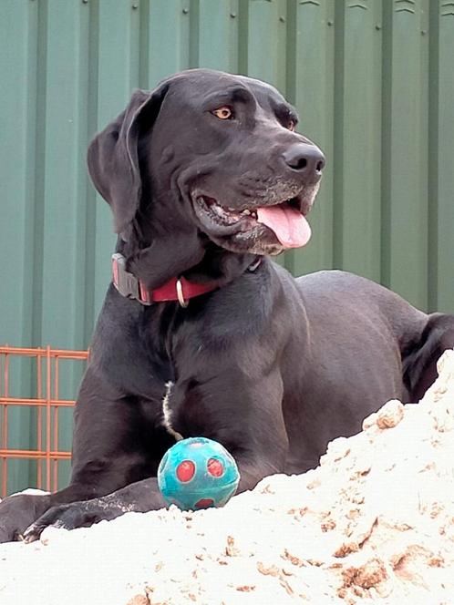 Luna (Cane Corso x Labrador) van 5 jaar, Dieren en Toebehoren, Honden | Niet-rashonden, Groot, Teef, Particulier, Eén hond, Buitenland